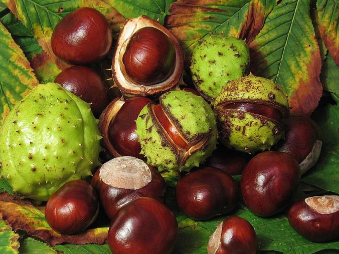 aesculus_hippocastanum_fruit